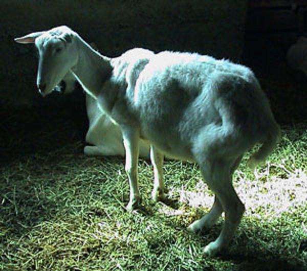 Jakhrana Livestock Farming Apni Kheti